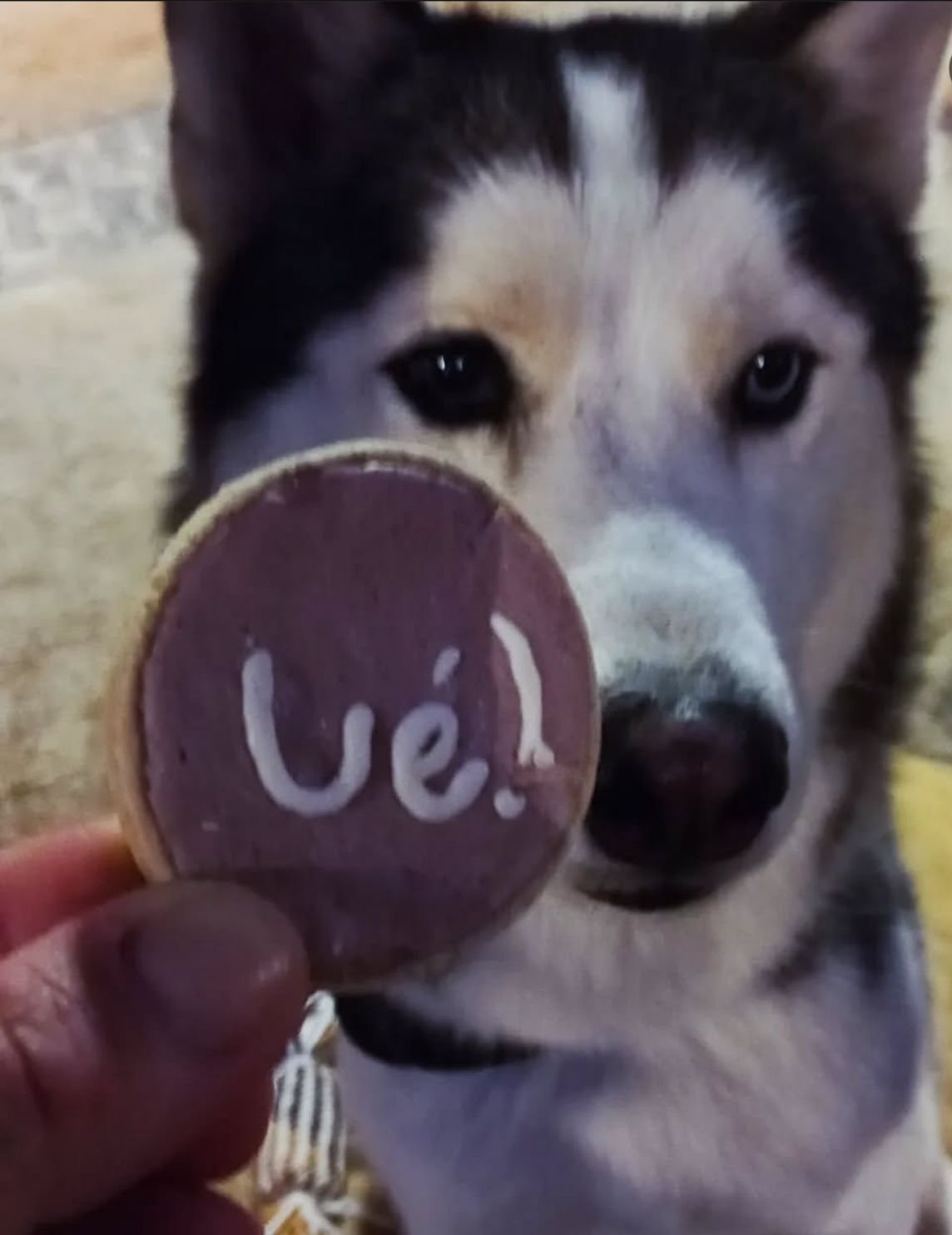 Leo no colo do tutor