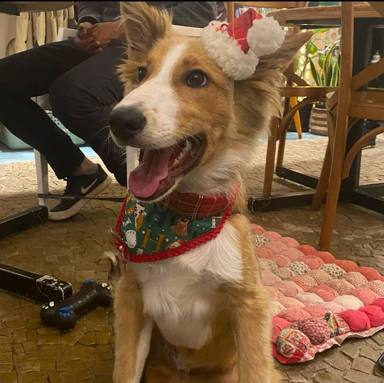 Bento curtindo o café