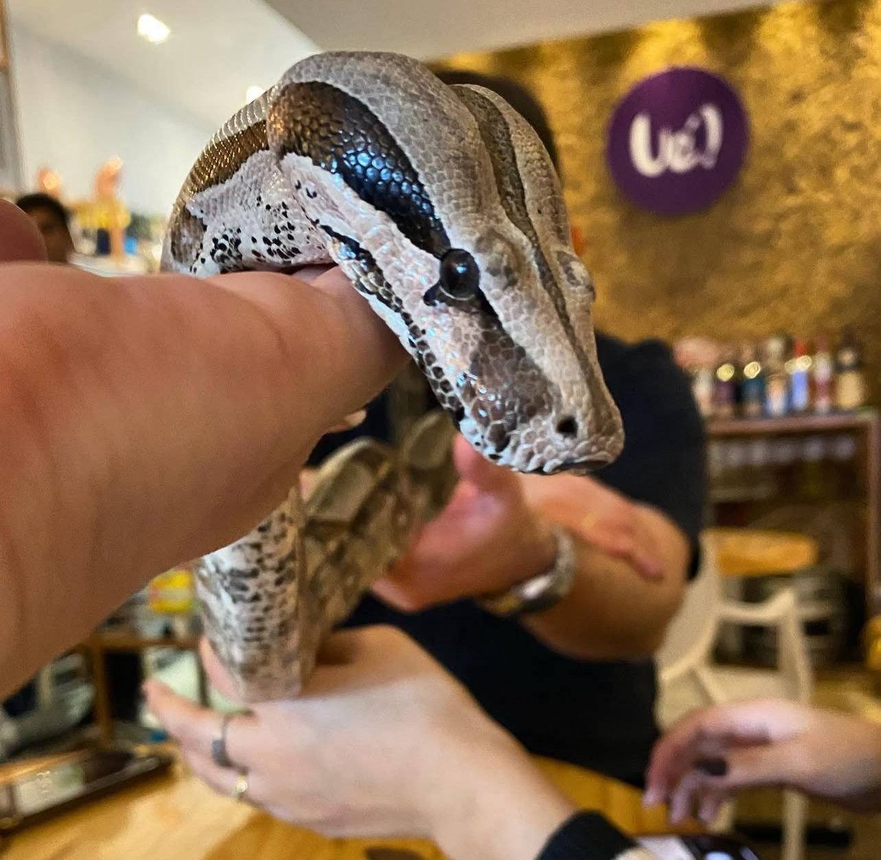 Sofia curtindo o café